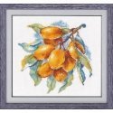 Beldizart Amber Berry S1091 Beldizart Amber Berry S1091