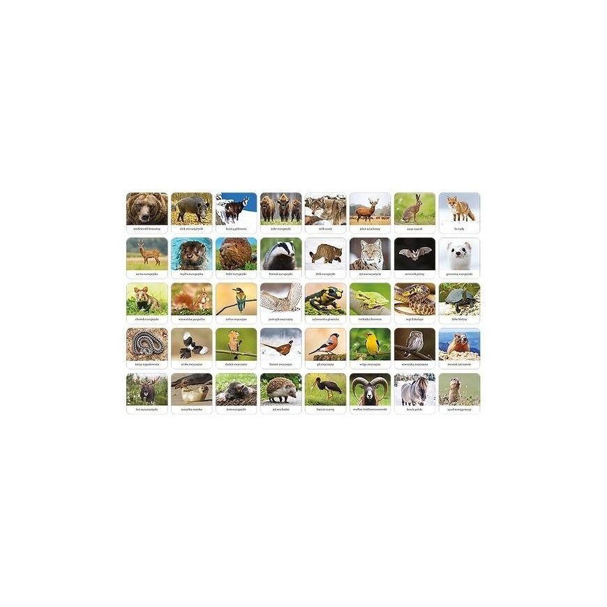 Adamig's memory game - Polish fauna – 2