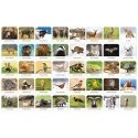 Adamigo atminties žaidimas – Lenkijos fauna Adamigo atminties žaidimas – Lenkijos fauna