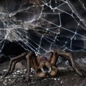 schleich Harry Potter Aragog schleich Harry Potter Aragog