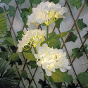 TelForceone SUNARI Solar Lamp LED FLS-93 Hydrangeas 3000K 600mAh Li-Ion Forever Light TelForceone SUNARI Solar Lamp LED FLS-93 Hydrangeas 3000K 600mAh Li-Ion Forever Light