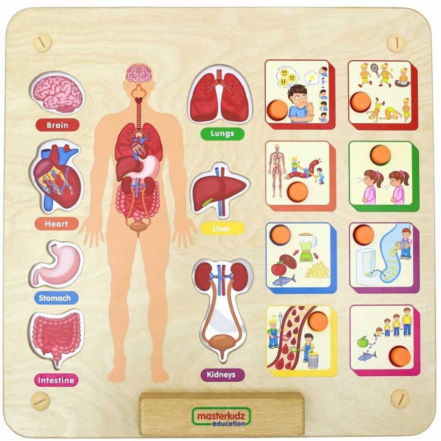 Educational board human body system MASTERKIDZ – 4