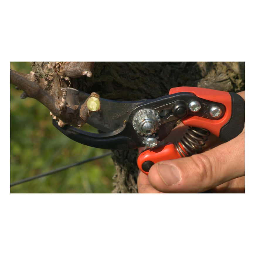 Bahco Professional, ergonomic secateurs. For small hands, size 2 head (up to 20 mm). All parts are replaceable. – 3