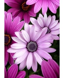 Beldizart Violetinės ramunės 27*38 cm WD2306