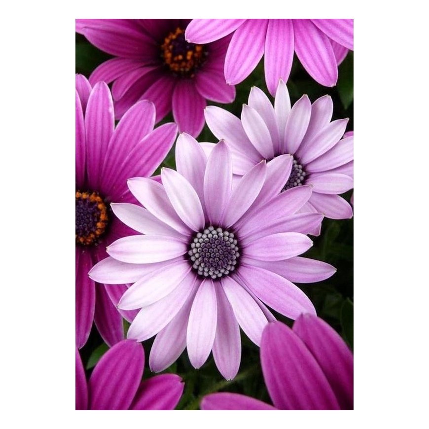 Beldizart Purple daisies 27*38 cm WD2306