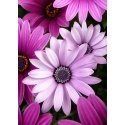 Beldizart Violetinės ramunės 27*38 cm WD2306