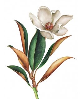 Beldizart Magnolia 30*40 WD3017