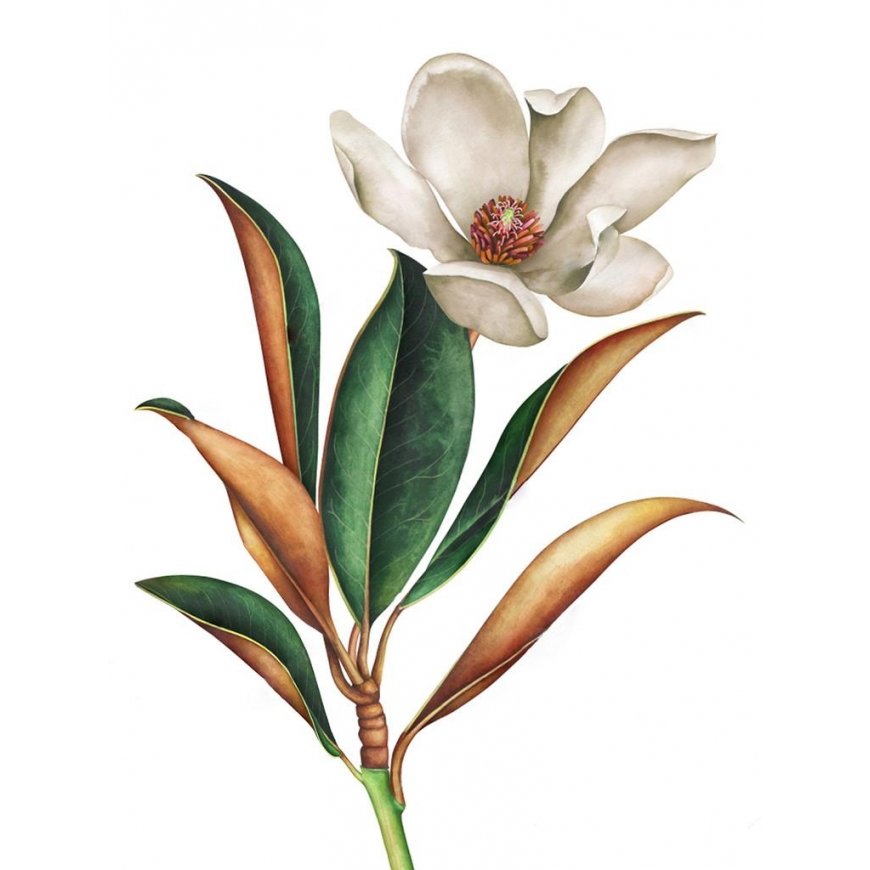 Beldizart Magnolia 30*40 WD3017
