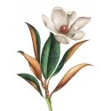 Beldizart Magnolia 30*40 WD3017 Beldizart Magnolia 30*40 WD3017