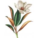 Beldizart Magnolia 30*40 WD3017 Beldizart Magnolia 30*40 WD3017