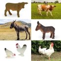 WOOPIE Set Mały Farmer XL Figurki Gospodarstwo WOOPIE Set Mały Farmer XL Figurki Gospodarstwo