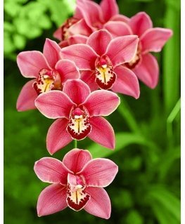 Beldizart Cymbidium 38*48 cm WD033