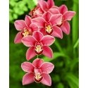 Beldizart Cymbidium 38*48 cm WD033 Beldizart Cymbidium 38*48 cm WD033