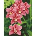 Beldizart Cymbidium 38*48 cm WD033 Beldizart Cymbidium 38*48 cm WD033