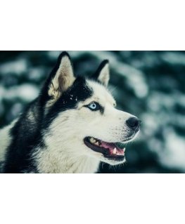 Beldizart Friend of the North 27*38 cm WD087