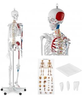 Physa Anatomical human skeleton model 180 cm + Anatomical poster