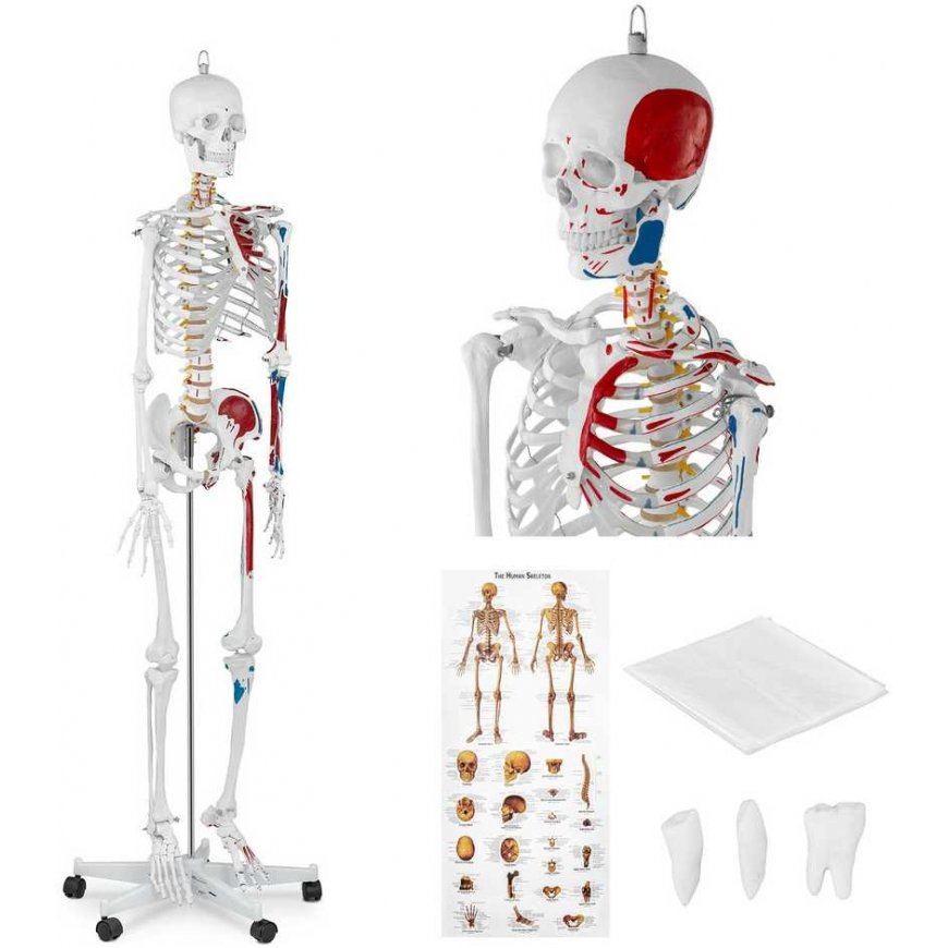 Physa Anatomical human skeleton model 180