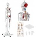 Physa Anatomical human skeleton model 180 cm + Anatomical poster