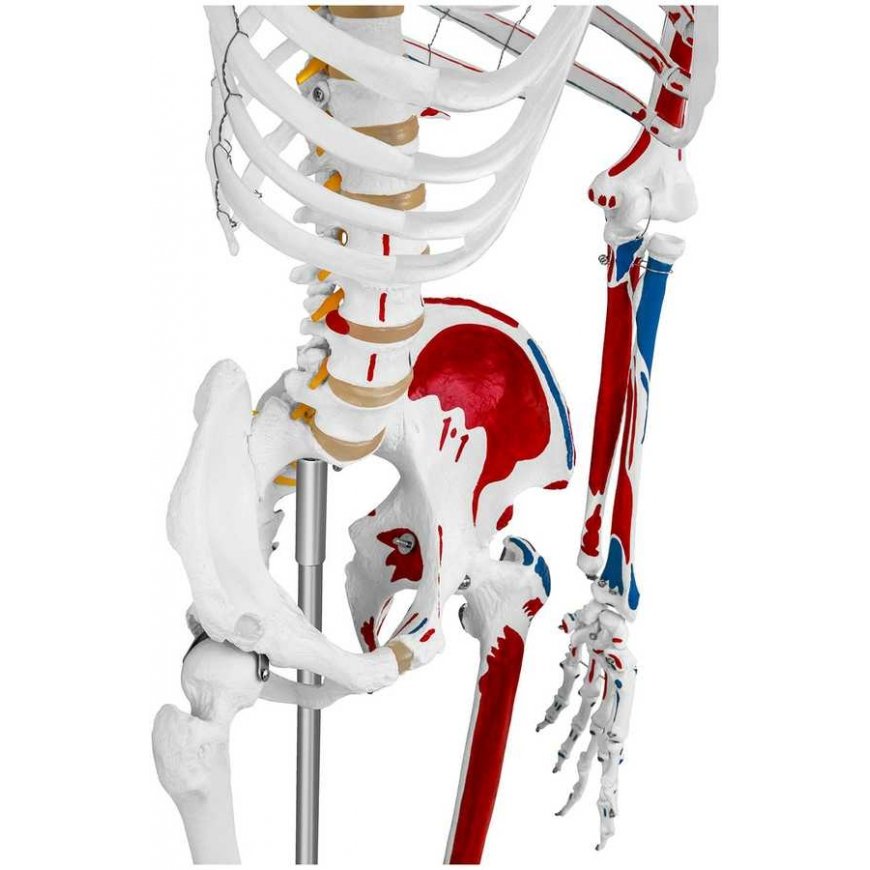 Physa Anatomical human skeleton model 180 cm + Anatomical poster – 3