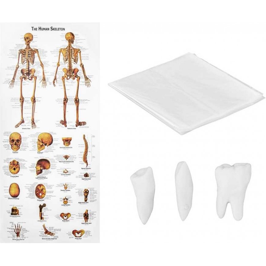 Physa Anatomical human skeleton model 180 cm + Anatomical poster – 4