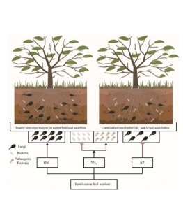 Fertiliser for plants that take up fertiliser through the root s