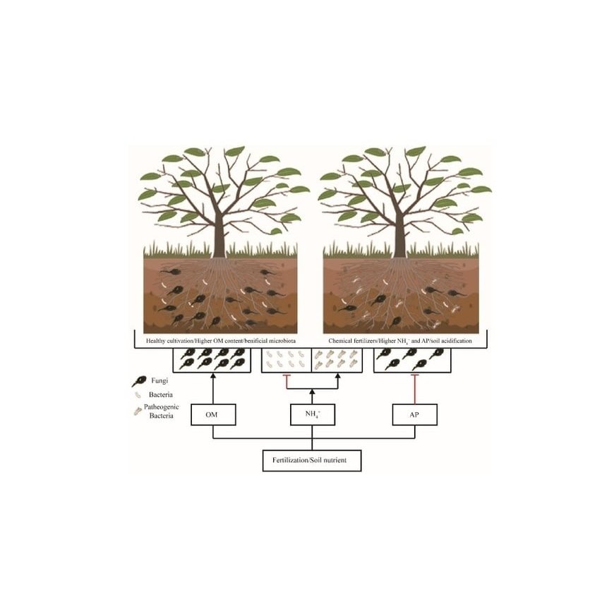 Fertiliser for plants that take up fertiliser through the root s