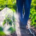 Fertiliser for plants that take up fertiliser through the root s Fertiliser for plants that take up fertiliser through the root s