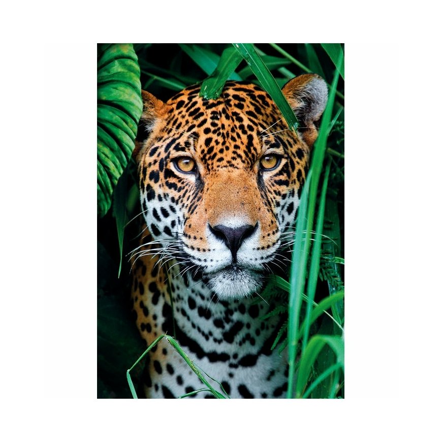 Clementoni High Quality Collection Jaguar in the Jungle Puzle 500 pcs Dzīvnieki – 2