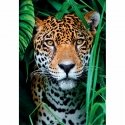 Clementoni High Quality Collection Jaguar in the Jungle Составная картинка-головоломка 500 шт Животн