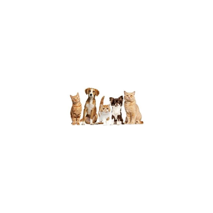 Feeding bowl Chic 0.35L 18x18x7cm light gray – 2