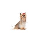 Royal Canin Yorkshire Terrier 8+ 1.5 kg Adult Corn, Fish, Poultry, Rice, Vegetable Royal Canin Yorkshire Terrier 8+ 1.5 kg Adult Corn, Fish, Poultry, Rice, Vegetable