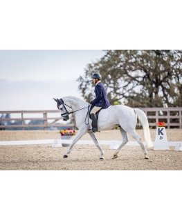Horse Polly Gray
