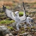 schleich Harry Potter Buckbeak™ - 13988 schleich Harry Potter Buckbeak™ - 13988