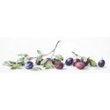 luca S Plum SB2257 luca S Plum SB2257