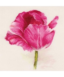 Beldizart Tulpės. Crimson Glow S2-43