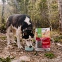 ANIMAL ISLAND Brilliant beef - dry dog food - 12kg ANIMAL ISLAND Brilliant beef - dry dog food - 12kg