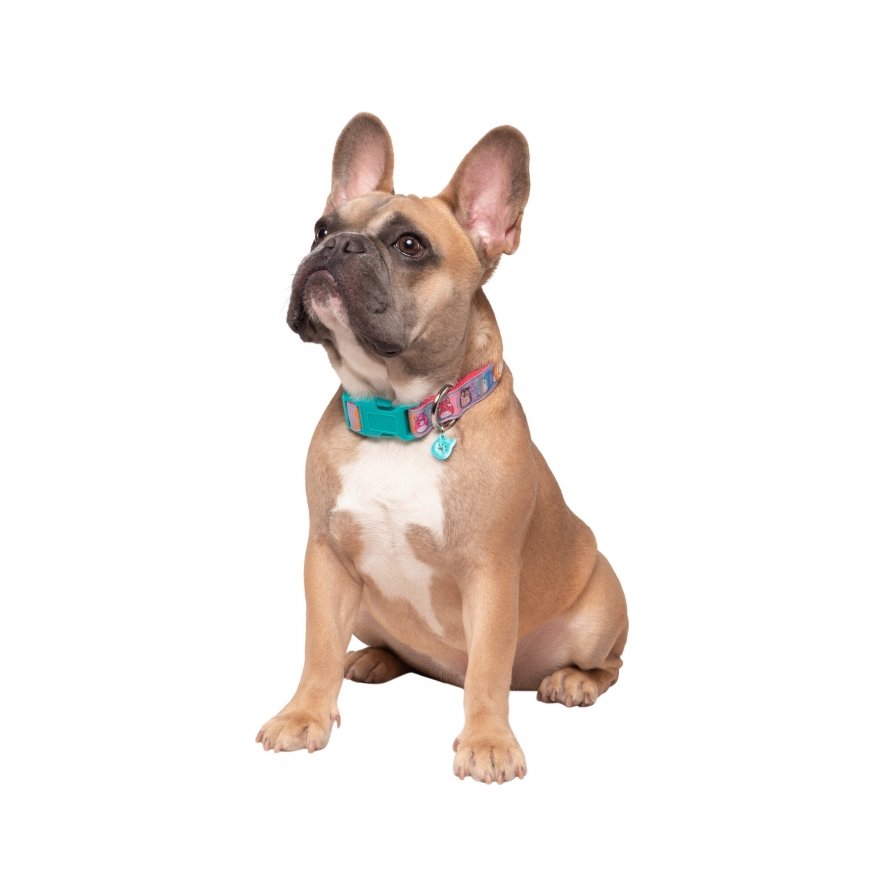 SQUISHMALLOWS Dog Collar, medium – 2