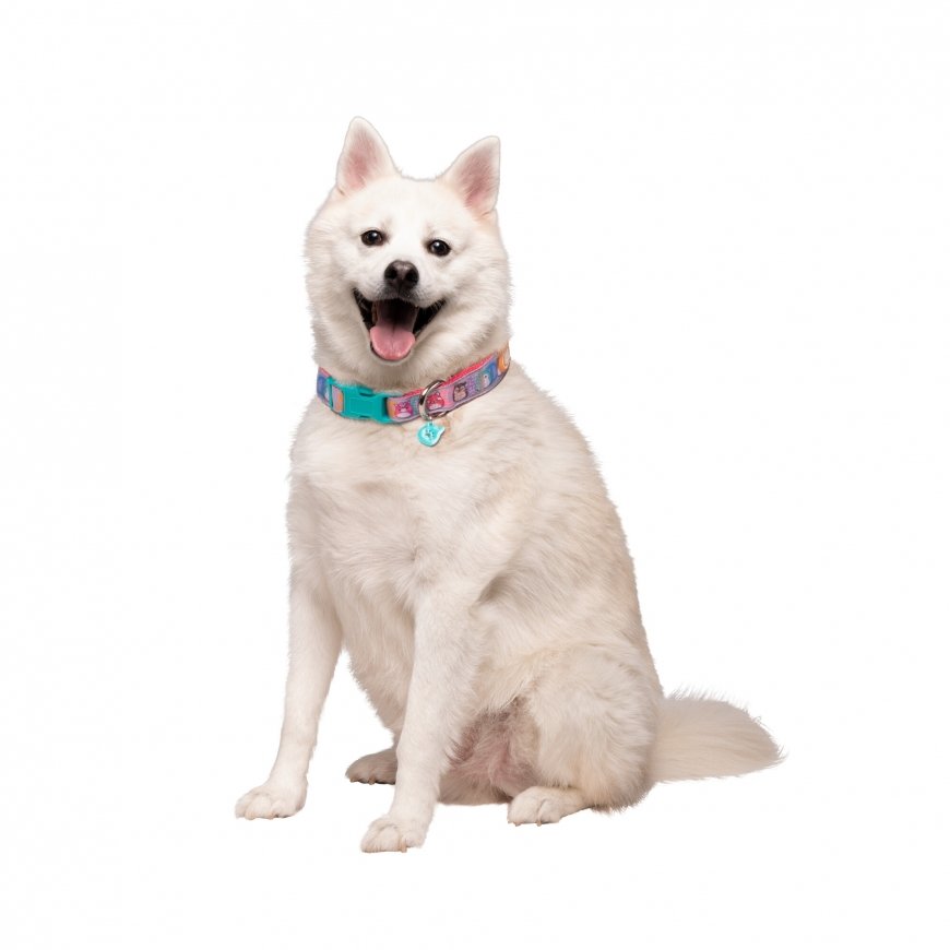 SQUISHMALLOWS Dog Collar, large – 2
