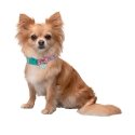 SQUISHMALLOWS Dog Collar, small SQUISHMALLOWS Dog Collar, small