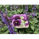 Uab Riolis Pansy Pincushion 1039 Uab Riolis Pansy Pincushion 1039