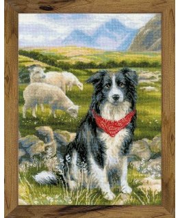 Uab Riolis Border Collie SR1767