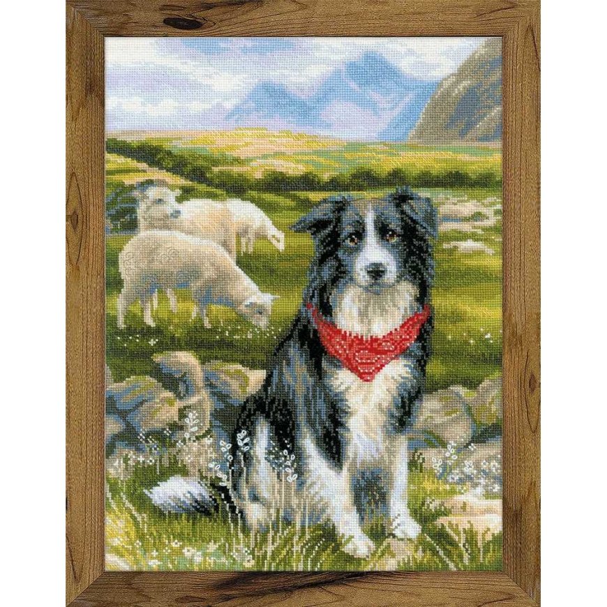 Uab Riolis Uab Riolis Border Collie