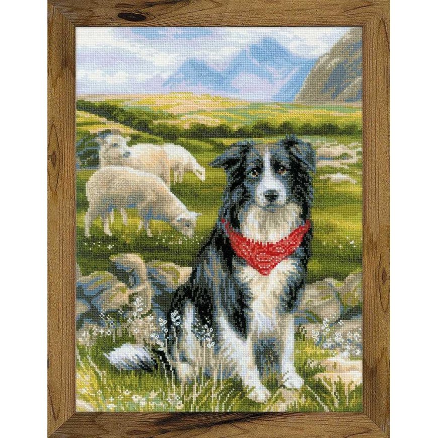 Uab Riolis Border Collie SR1767 – 2