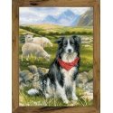 Uab Riolis Border Collie SR1767 Uab Riolis Border Collie SR1767