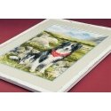 Uab Riolis Border Collie SR1767 Uab Riolis Border Collie SR1767