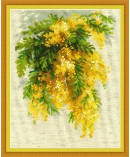 Uab Riolis Mimosa 1615