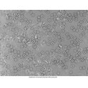 Deltaoptical Microscope Genetic Pro B Deltaoptical Microscope Genetic Pro B