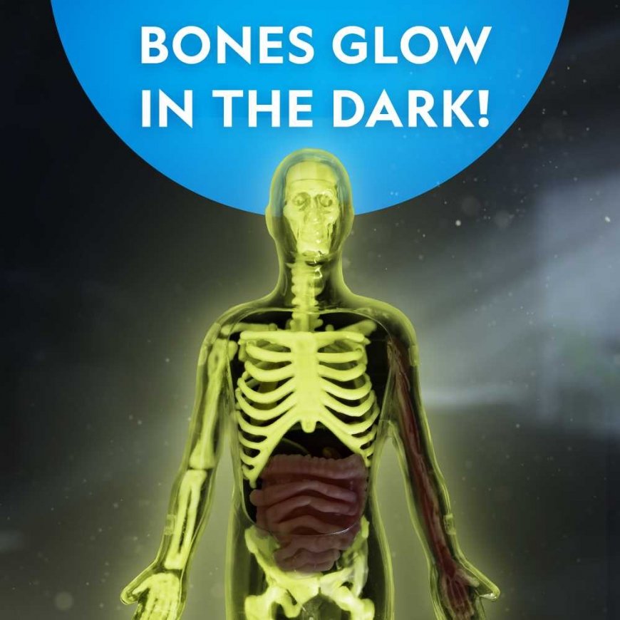 NATIONAL GEOGRAPHIC rinkinys Glow in the Dark Human Body, RTHUMBODY – 5