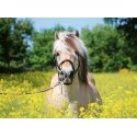 Puzzle Ravensburger Plavý kůň - 500 dílků Puzzle Ravensburger Plavý kůň - 500 dílků