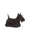 Royal Canin Mini Dermacomfort 3 kg Täiskasvanu Veiseliha, Aedvili Royal Canin Mini Dermacomfort 3 kg Täiskasvanu Veiseliha, Aedvili